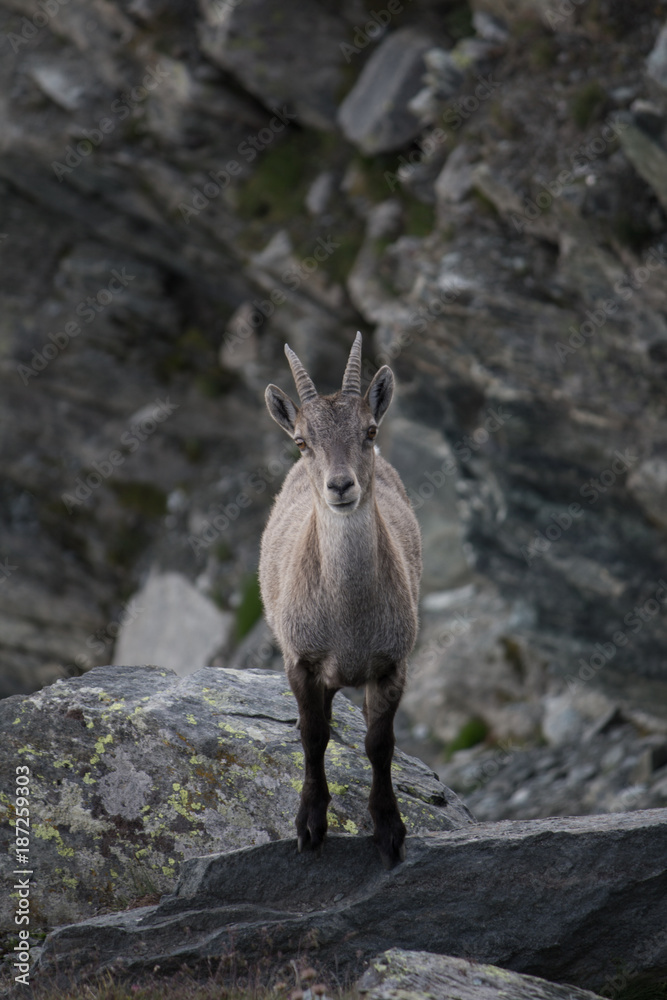 Young Ibex in the alpes, Allalin mountain, Switzerland, Europe