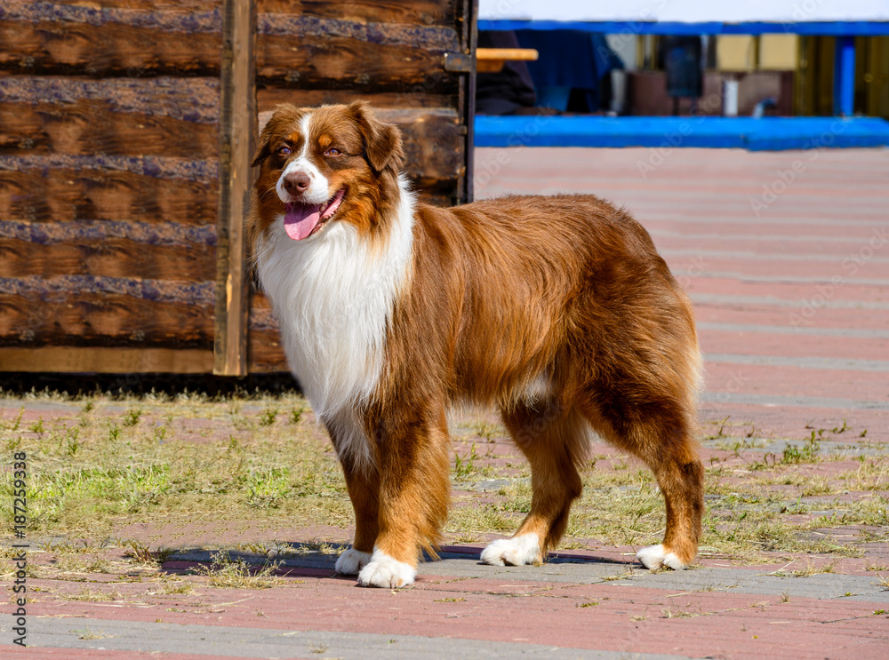 Border Collie red stands. The Border Collie is in the park. Stock Photo |  Adobe Stock