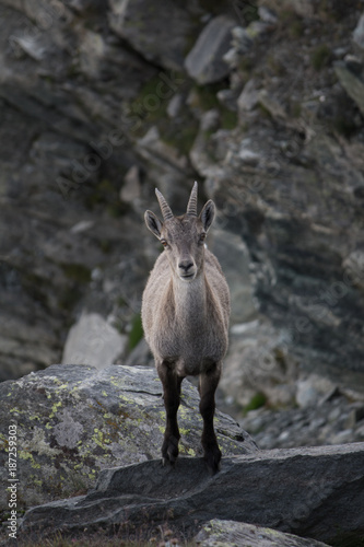 Young Ibex in the alpes  Allalin mountain  Switzerland  Europe