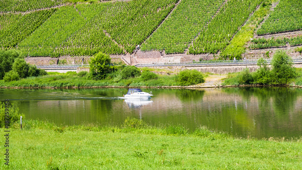 Mosel river and vineyards in summer day Mosel river and vineyards in summer day