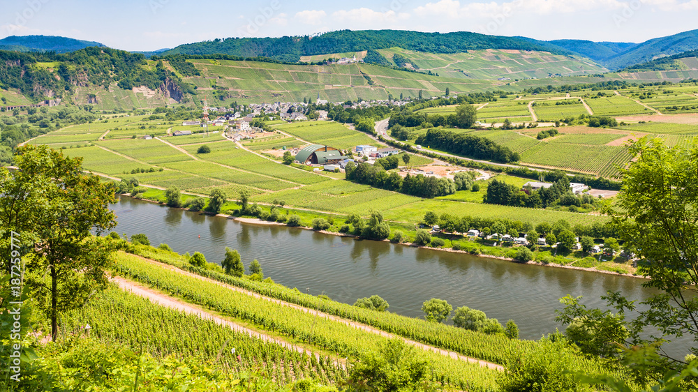 vineyards and gardens in valley of Mosel river