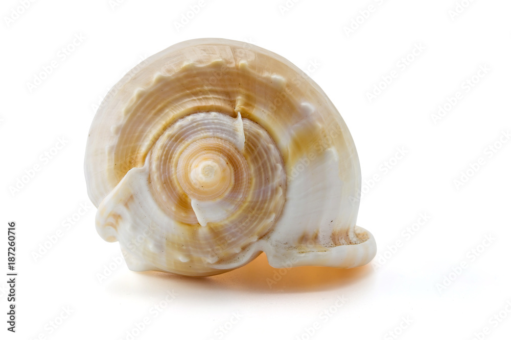 Sea shell on white background