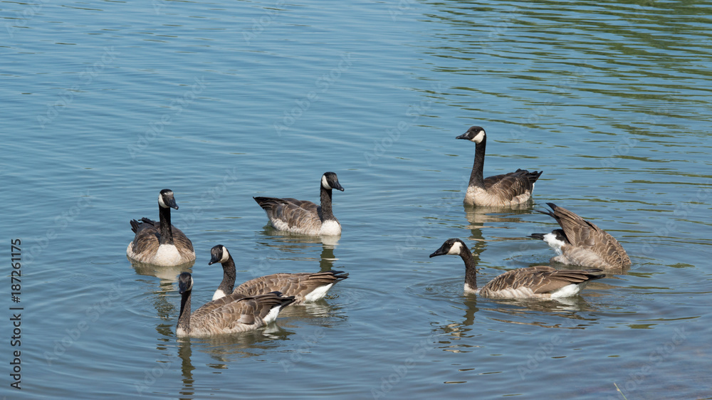 A group of Canada Geese swimming and diving for food. A group of Canada Geese swimming and diving for food.
