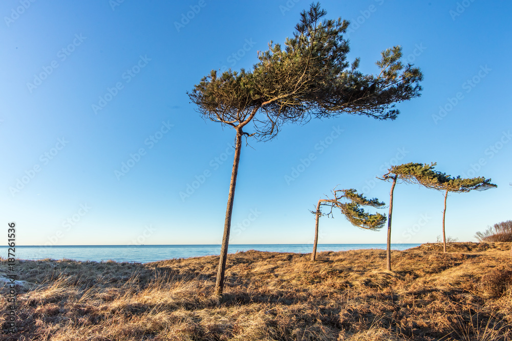 Obraz premium windflüchter