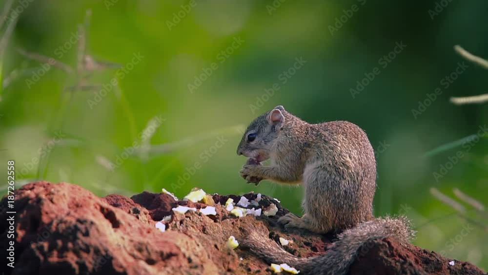 Smith bush squirrel in Kruger National park, South Africa Smith bush squirrel in Kruger National park, South Africa