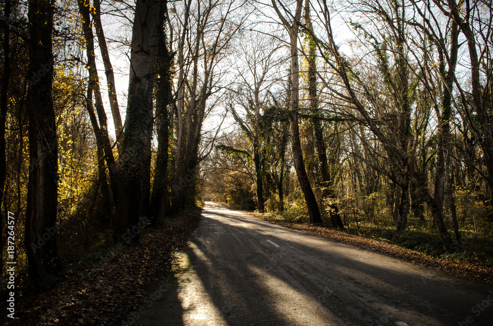 Fototapeta premium Landscape of asphalt road going off into the mountain passes through the trees, villages and forest places. or rural places of Azerbaijan at sunset. Winter time