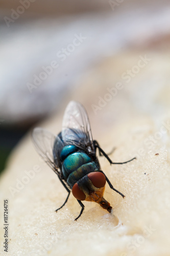 Macro close-up of flies dried fish meat © JC_STOCKER