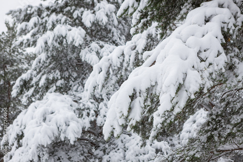 Snow covered pine tree branches in winter forest