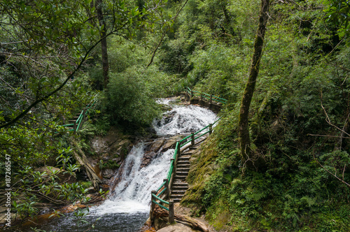 Radip water stream  river in the green forest on summer day