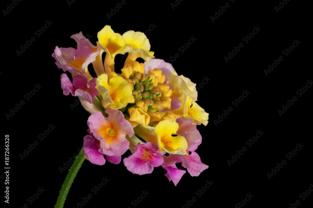 Colorful flowers - Lantana camara leaves - on black background, macro shot Colorful flowers - Lantana camara leaves - on black background, macro shot
