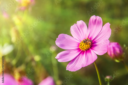 Beautiful Pink Flower close up