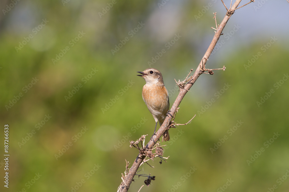 beautiful female Eastern Stonechat in nature