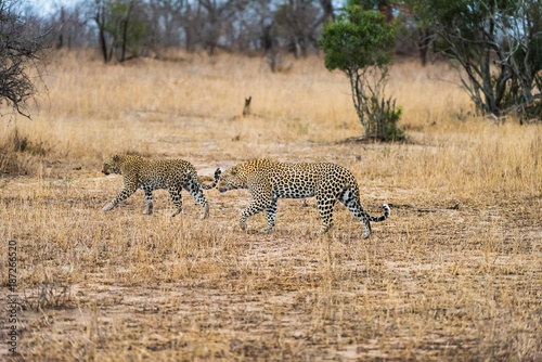 Leopard pair in tall grass © Hans