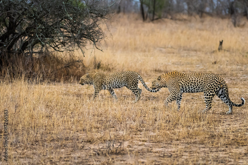 Leopard pair in tall grass