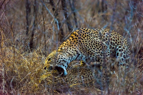 Pair of leopards mating