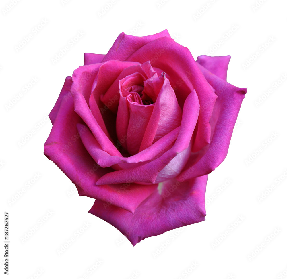 Red rose close-up isolated on white background, large flower