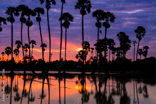 landscape of sugar palm tree in Twilight time ,Thailand