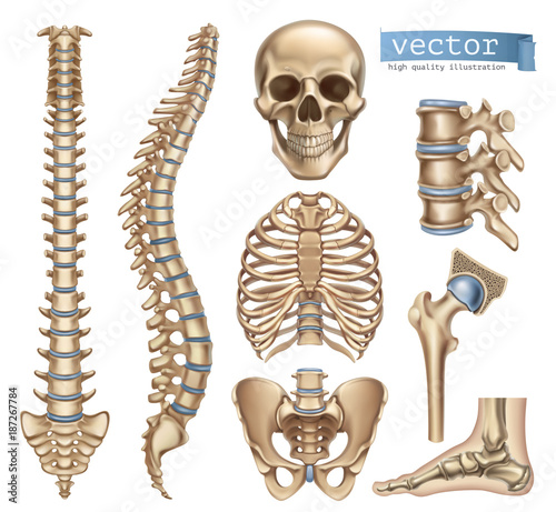 Human skeleton structure. Skull, spine, rib cage, pelvis, joints. Anatomy and medicine. 3d vector icon set