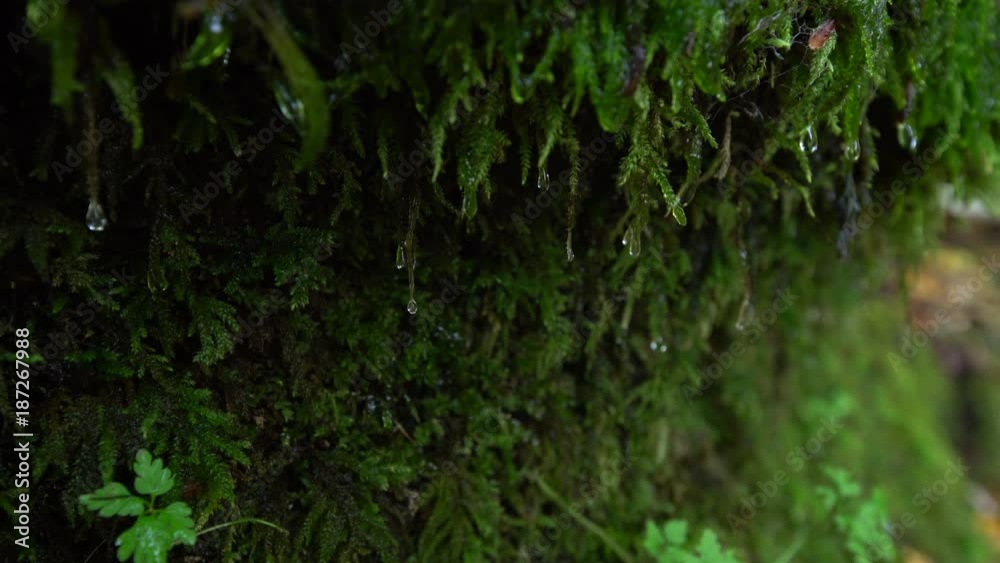 Water drop running down the moss growing on the side of the rock. Green moss with water droplet video. Water drop running down the moss growing on the side of the rock. Green moss with water droplet video.