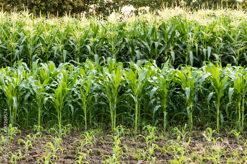 Many corn fields grow on plots.