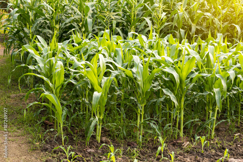 Close-up view of many corn plants.