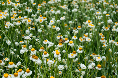 White and yellow chamomile flowers on a field, meadow