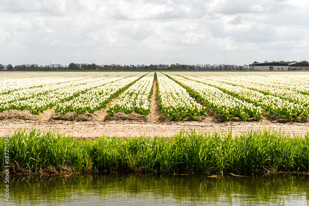Fototapeta premium Colorful tulip field