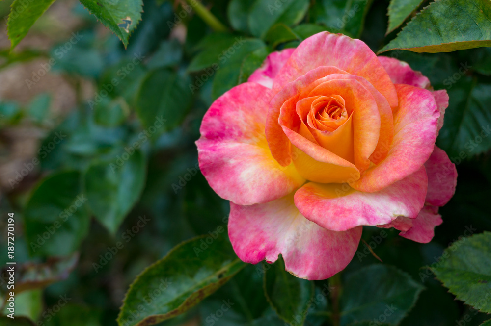 Nature background of pink rose flower in full bloom Nature background of pink rose flower in full bloom