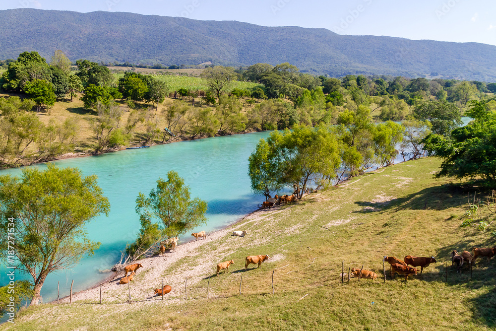 Horses and cows at the river