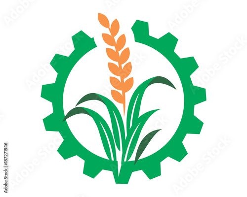 paddy wheat icon agriculture agricultural harvest farming image vector
