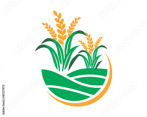 Obraz na plátně paddy wheat icon agricultural agriculture harvest farming image vector