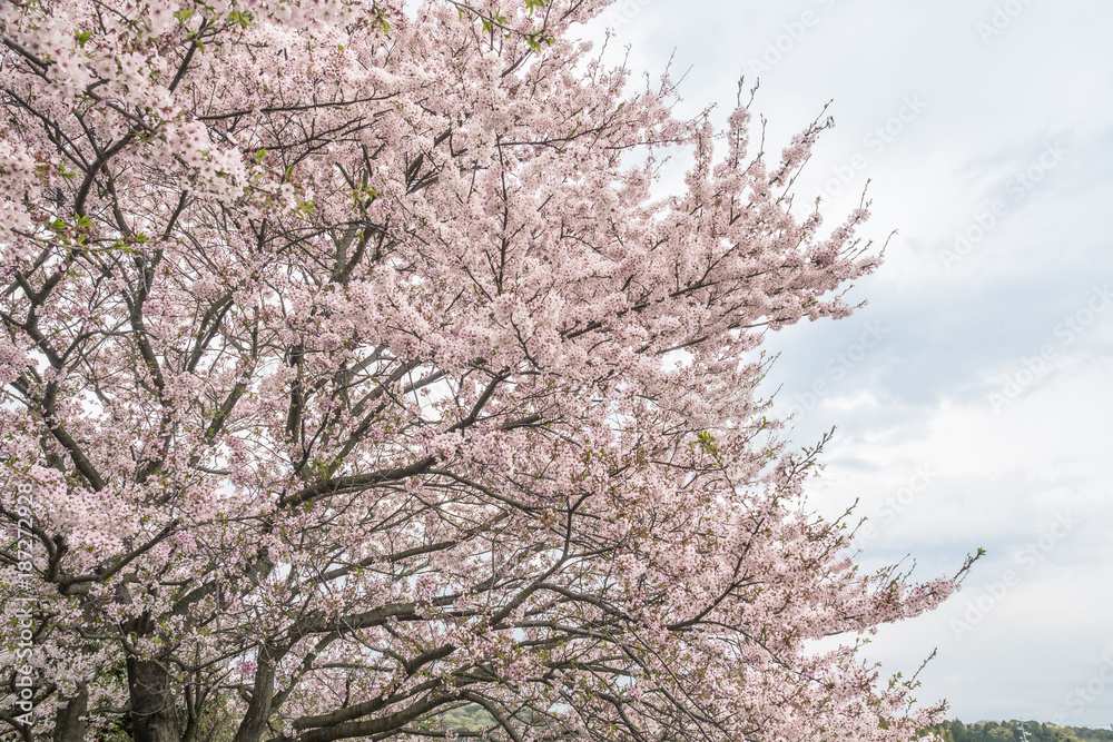 桜 桜並木 桜 桜並木