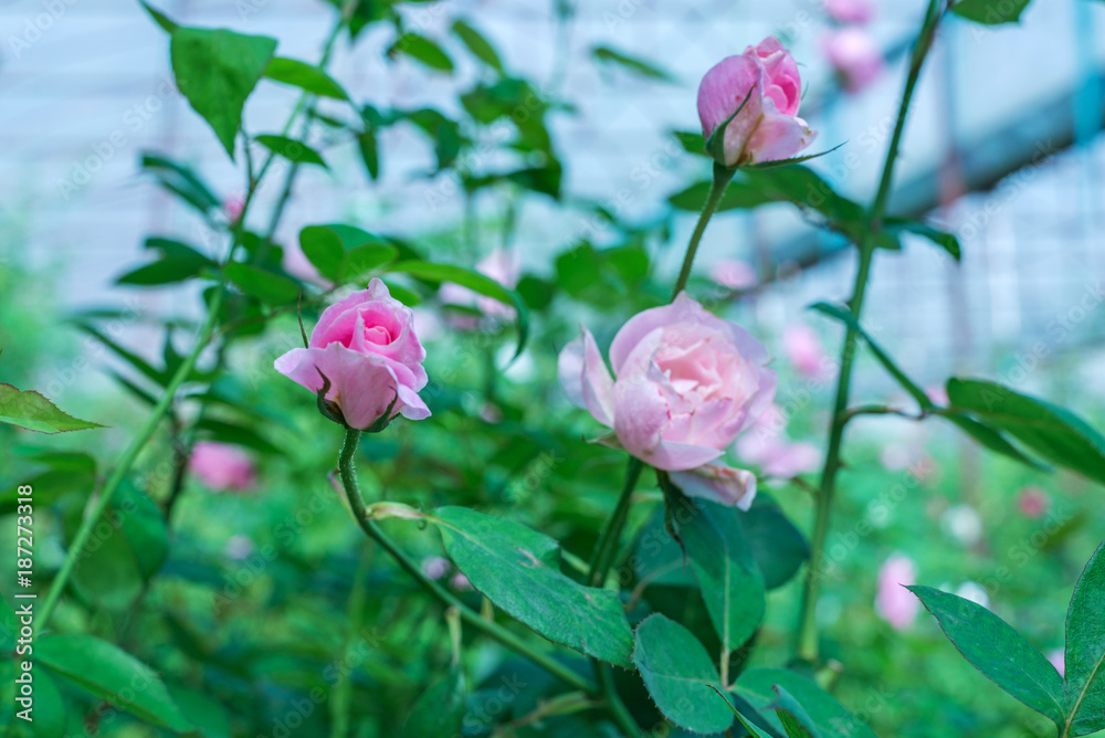 pink rose in the garden pink rose in the garden