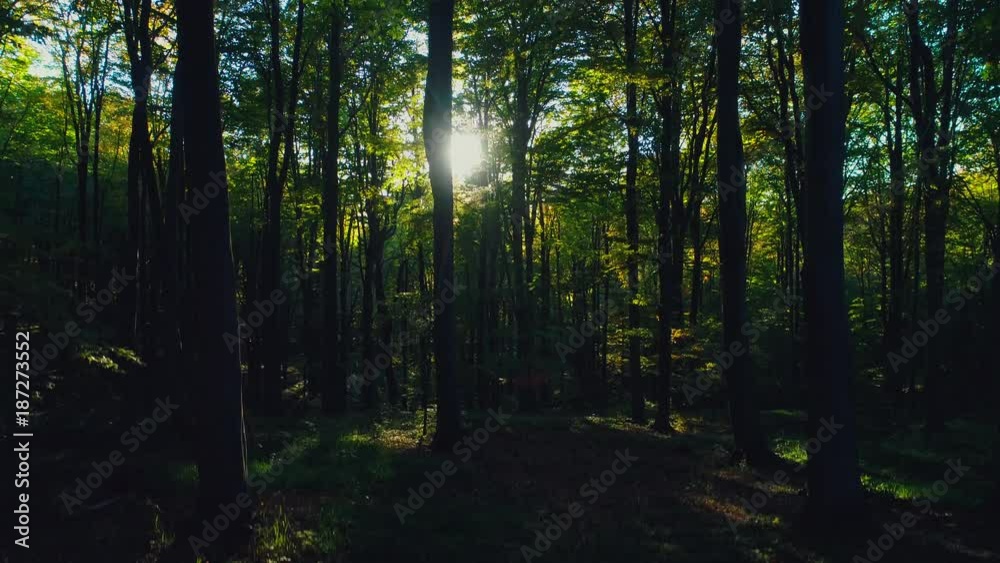 Autumn forest trees in the mountain. Nature green wood and sunlight as background Autumn forest trees in the mountain. Nature green wood and sunlight as background