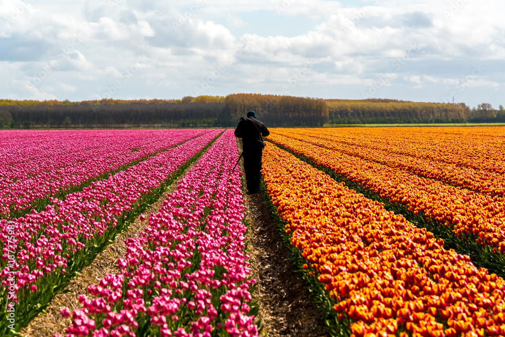 Farmer harvesting the tulips on the field