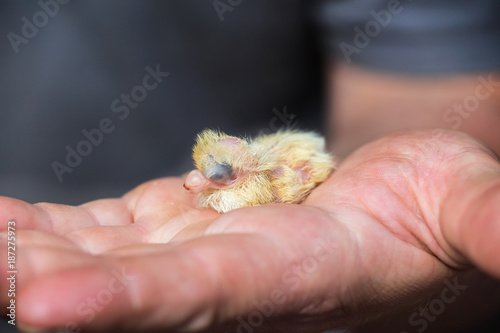 King Pigeon baby on a farmer hand