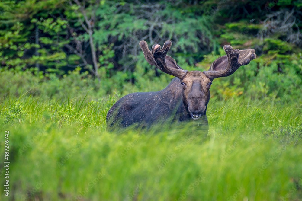 A bull moose wandering the shore of the lake. Shot in Algonquin Provincial Park, Ontario, Canada. 
