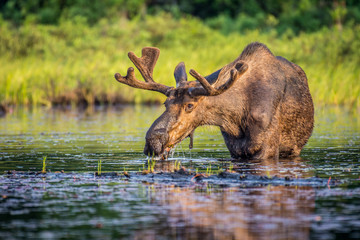 Fototapete Kanada Ein Elchbulle, der am frühen Morgen Seerosenblätter im See isst. Im Algonquin Provincial Park, Ontario, Kanada gedreht.  © Mark