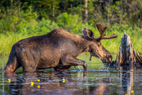 A bull moose eating lily pads in the lake in early morning. Shot in Algonquin Provincial Park, Ontario, Canada. 