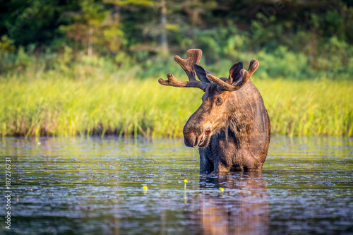 A bull moose eating lily pads in the lake in early morning. Shot in Algonquin Provincial Park, Ontario, Canada. 