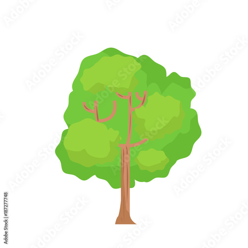 Flat tree with isolated white background vector.Cartoon tree on white.Big plant vector illustration