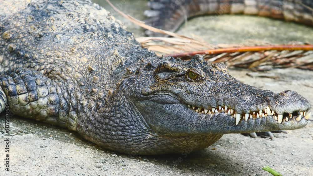 Crocodille opening mouth and showing jaws Crocodille opening mouth and showing jaws