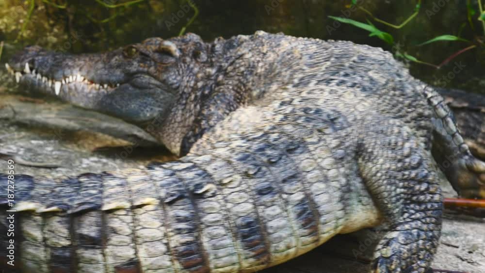 Crocodille opening mouth and showing jaws Crocodille opening mouth and showing jaws