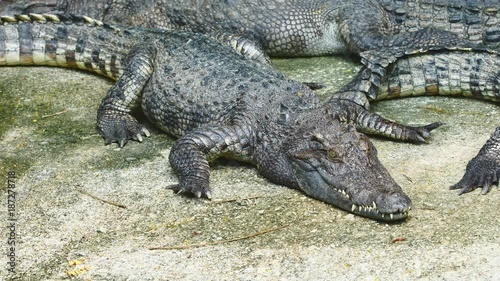 Crocodille opening mouth and showing jaws photo