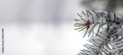 Winter tree background