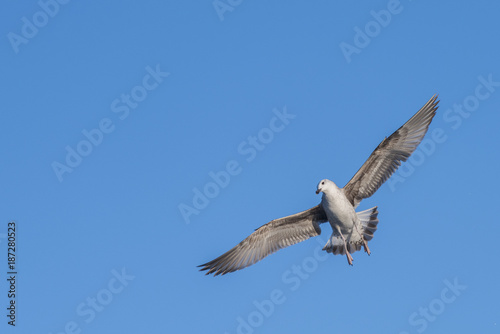 flying seagull with blue sky background.