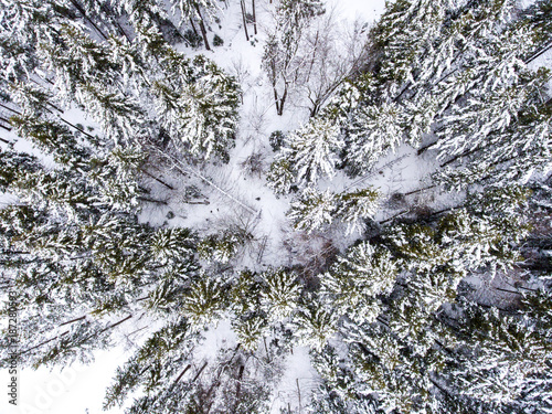 Overhead view of pine forest covered with snow in winter