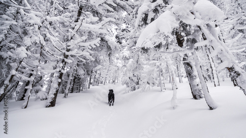 Rear view of a dog standing in snow covered forest