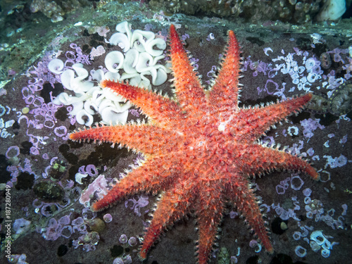 Rose Star  Crossaster papposus   A vibrant star with many common names photographed in southern British Columbia at a depth of 30ft. Nudibranch eggs on top left of boulder as well.