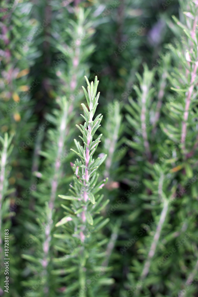 Rosemary bush Rosemary bush